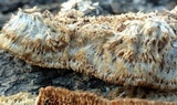 Trametopsis cervina image