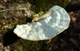 Trametes gibbosa image