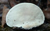 Trametes lactinea image
