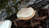 Trametes lactinea image