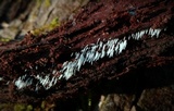 Mucronella calva image