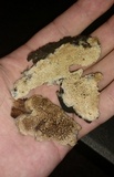 Mycoacia nothofagi image