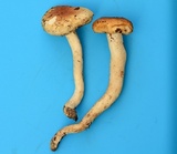 Hygrophorus tennesseensis image