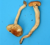 Hygrophorus tennesseensis image