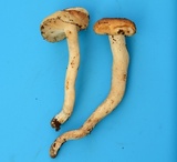 Hygrophorus tennesseensis image