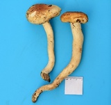 Hygrophorus tennesseensis image