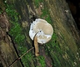 Hypomyces cervinigenus image
