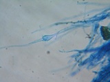 Ramaria incognita image