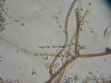 Ramaria incognita image