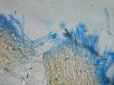 Ramaria incognita image
