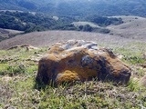 Thelomma mammosum image