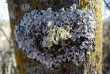 Parmelina coleae image