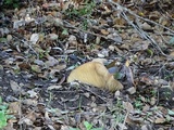 Lactarius argillaceifolius var. megacarpus image