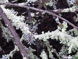 Hypogymnia imshaugii image