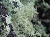Usnea subfloridana image