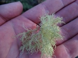 Usnea subfloridana image