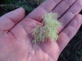 Usnea subfloridana image