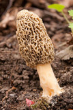 Morchella ulmaria image
