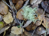 Usnea perplexans image