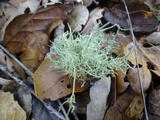 Usnea perplexans image
