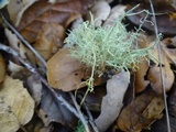 Usnea perplexans image
