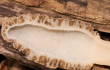 Morchella ulmaria image