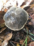 Xerocomellus mendocinensis image
