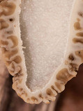 Morchella ulmaria image