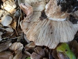 Tricholoma dryophilum image