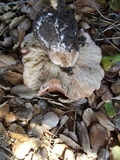 Tricholoma dryophilum image