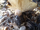 Tricholoma dryophilum image