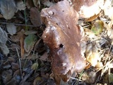 Tricholoma dryophilum image