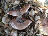 Tricholoma dryophilum image