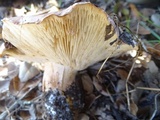 Tricholoma dryophilum image