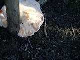 Abortiporus biennis image
