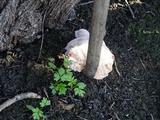 Abortiporus biennis image