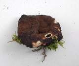 Discina ancilis image