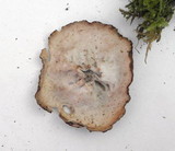 Discina ancilis image