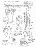 Ramaria incognita image