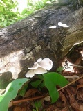 Pleurotus djamor image