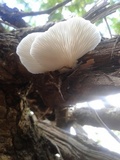 Pleurotus djamor image