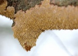 Hydnoporia olivacea image