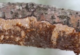 Hydnoporia olivacea image