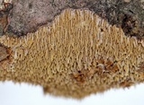 Hydnoporia olivacea image