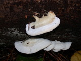 Postia fragilis image