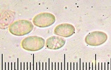 Clitocybe vibecina image