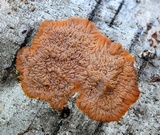 Phlebia radiata image
