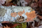Phlebia radiata image