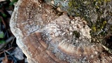 Trametes lactinea image