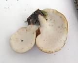 Royoporus badius image